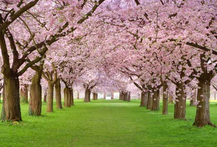 Dove ammirare la fioritura dei ciliegi in Europa