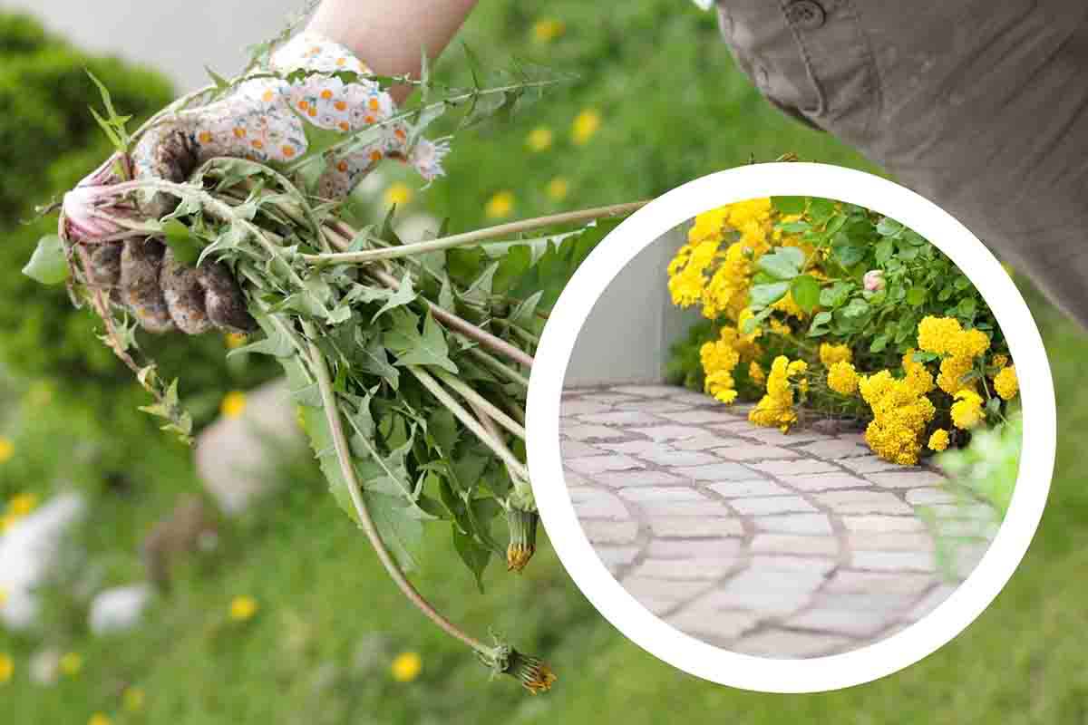 come eliminare le erbacce dalle fessure nel patio