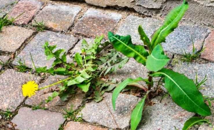 come eliminare le erbacce dalle fessure nel patio